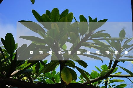 京东金条逾期导致信用卡降额度 京东金条逾期导致信用卡降额度