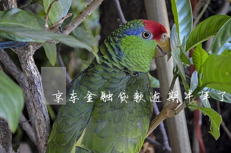 京东金融贷款逾期半年了 京东金融贷款逾期半年了