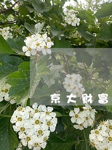 京大财富逾期 京大财富逾期
