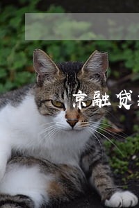 京融贷款逾期不还怎么办
