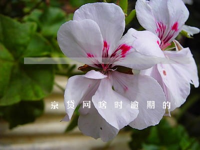 京贷网啥时逾期的
