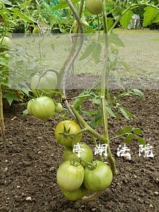 亭湖法院王颖 亭湖法院王颖
