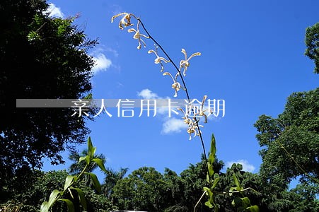 亲人信用卡逾期 亲人信用卡逾期