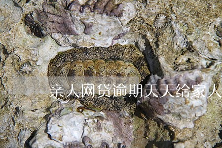 亲人网贷逾期天天给家人短信 亲人网贷逾期天天给家人短信