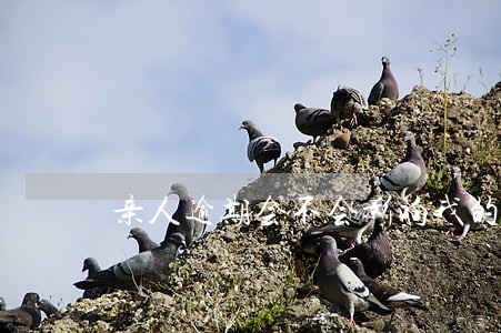 亲人逾期会不会影响我的信用 亲人逾期会不会影响我的信用