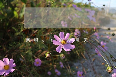 亲呗q1逾期两天 亲呗q1逾期两天