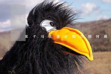 亲子司法鉴定报告如何通知当事人 亲子司法鉴定报告如何通知当事人
