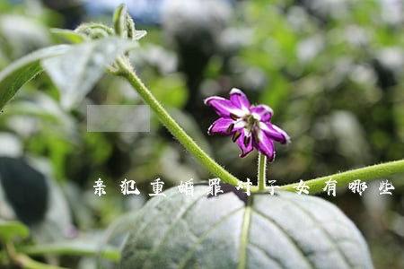 亲犯重婚罪对子女有哪些影响