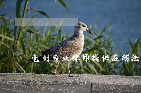 亳州专业律师提供在线法律咨询 亳州专业律师提供在线法律咨询