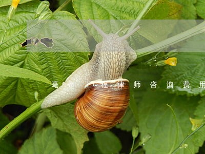 亳州工程律师咨询费用 亳州工程律师咨询费用