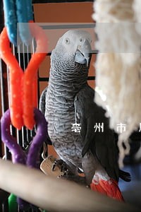 亳州市局史勇 亳州市局史勇