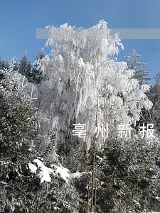 亳州新报律师执业证遗失登报格式 亳州新报律师执业证遗失登报格式