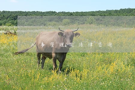 人事管理及法律咨询 人事管理及法律咨询