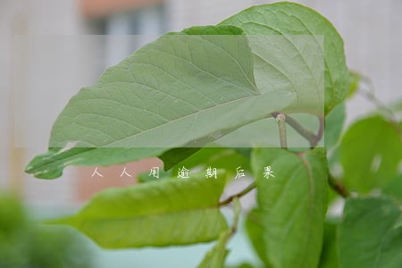 人人用逾期后果 人人用逾期后果