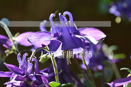 人人租逾期律师 人人租逾期律师