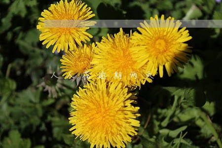 人人花逾期两天 人人花逾期两天