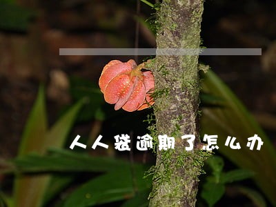 人人袋逾期了怎么办 人人袋逾期了怎么办