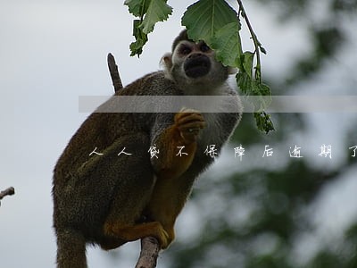 人人贷不保障后逾期了如何 人人贷不保障后逾期了如何