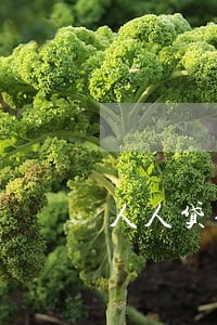 人人贷信用卡逾期会怎么样