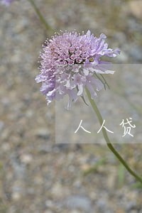 人人贷可以只还本金啊 人人贷可以只还本金啊