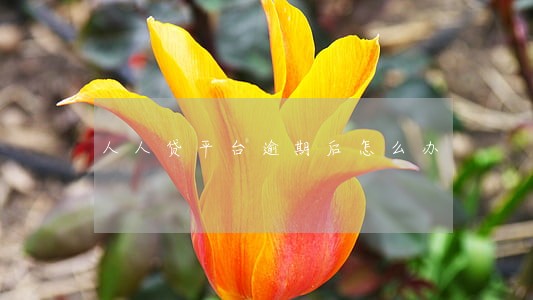 人人贷平台逾期后怎么办 人人贷平台逾期后怎么办