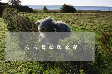 人人贷放款逾期 人人贷放款逾期