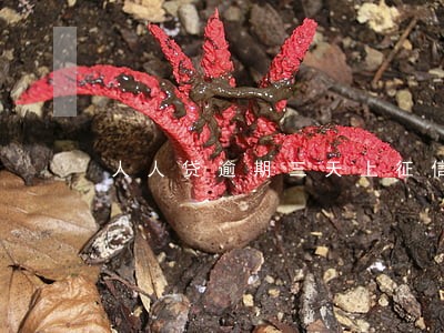 人人贷逾期三天上征信吗