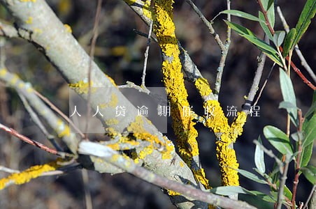 人人贷逾期催收流程 人人贷逾期催收流程