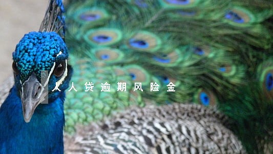 人人贷逾期风险金 人人贷逾期风险金