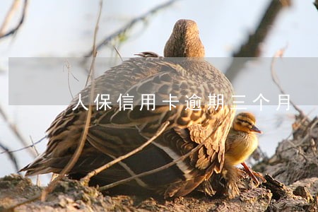 人保信用卡逾期三个月