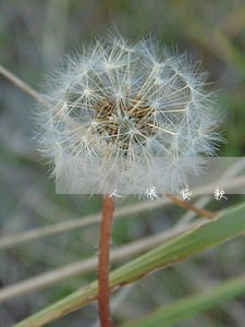 人保贷款逾期不还有什么后果 人保贷款逾期不还有什么后果