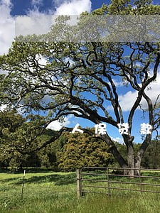 人保贷款逾期会怎样