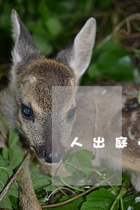 人出庭参与诉讼的权利