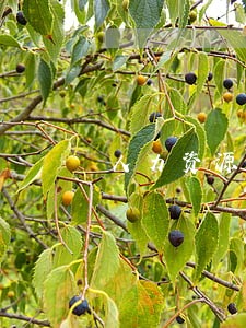 人力资源纠纷法律顾问 人力资源纠纷法律顾问