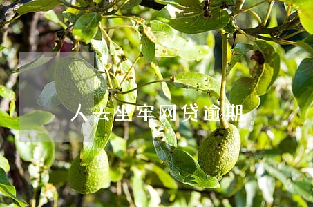 人去坐牢网贷逾期