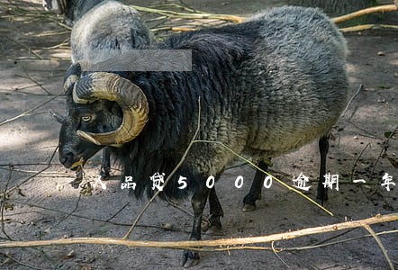 人品贷5000逾期一年 人品贷5000逾期一年