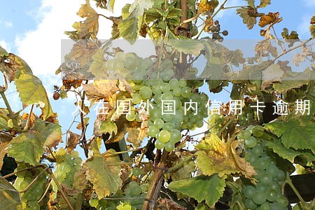 人在国外国内信用卡逾期 人在国外国内信用卡逾期