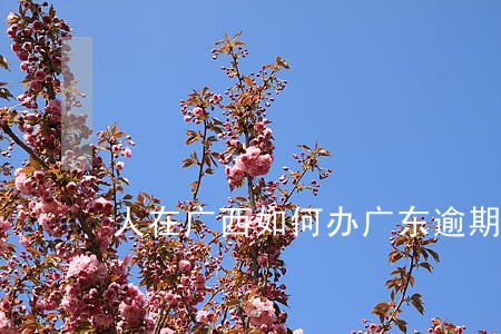 人在广西如何办广东逾期的信用卡 人在广西如何办广东逾期的信用卡