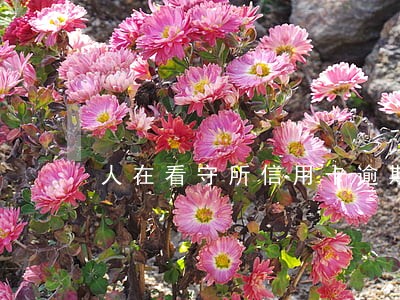 人在看守所信用卡逾期怎么办