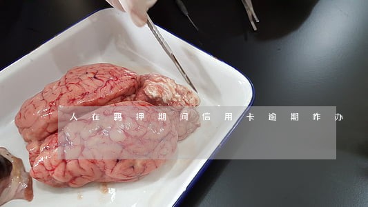 人在羁押期间信用卡逾期咋办 人在羁押期间信用卡逾期咋办