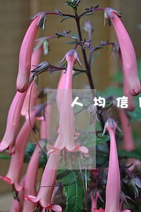 人均信用卡逾期 人均信用卡逾期