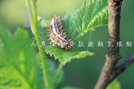 人寿保单贷款逾期宽限期 人寿保单贷款逾期宽限期