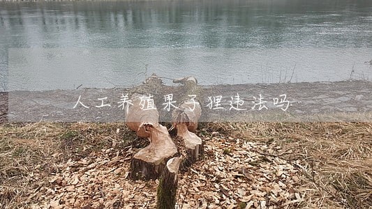 人工养殖果子狸违法吗 人工养殖果子狸违法吗