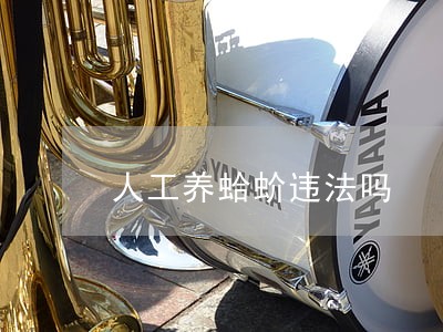 人工养蛤蚧违法吗