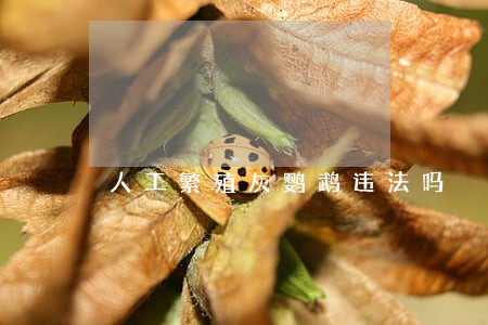 人工繁殖灰鹦鹉违法吗 人工繁殖灰鹦鹉违法吗