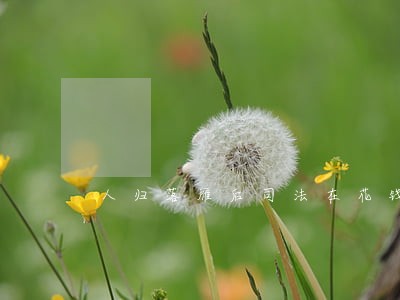人归落雁后司法在花钱