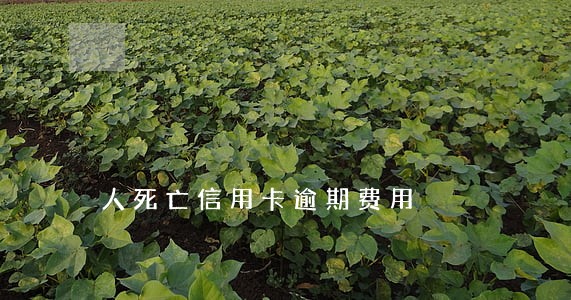 人死亡信用卡逾期费用