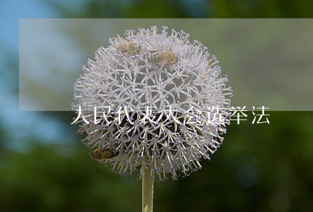 人民代表大会选举法 人民代表大会选举法