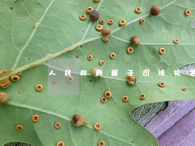 人民政府属于司法机关吗