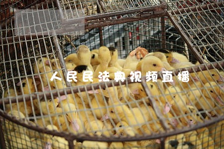 人民民法典视频直播 人民民法典视频直播